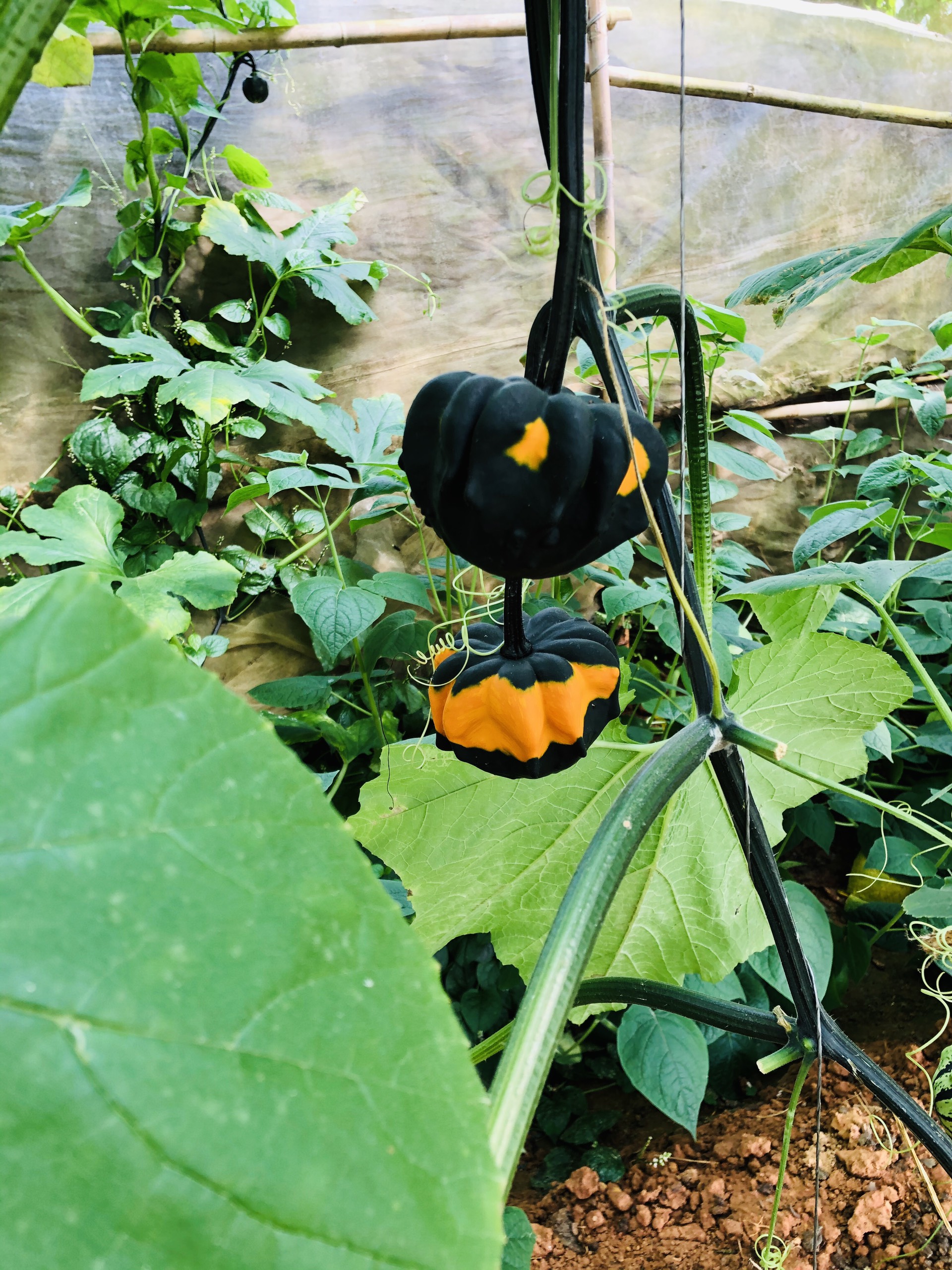 Ngắm vườn b&iacute; Halloween tiền tỷ của người Đ&agrave; Lạt