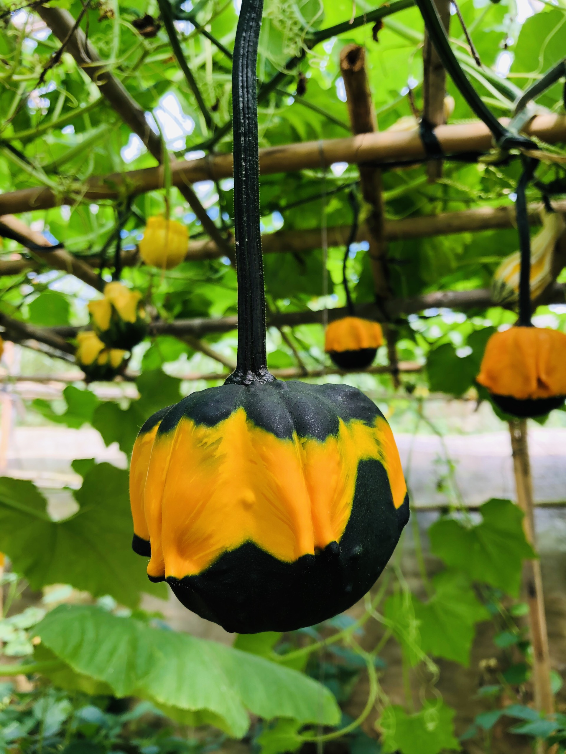 Ngắm vườn b&iacute; Halloween tiền tỷ của người Đ&agrave; Lạt