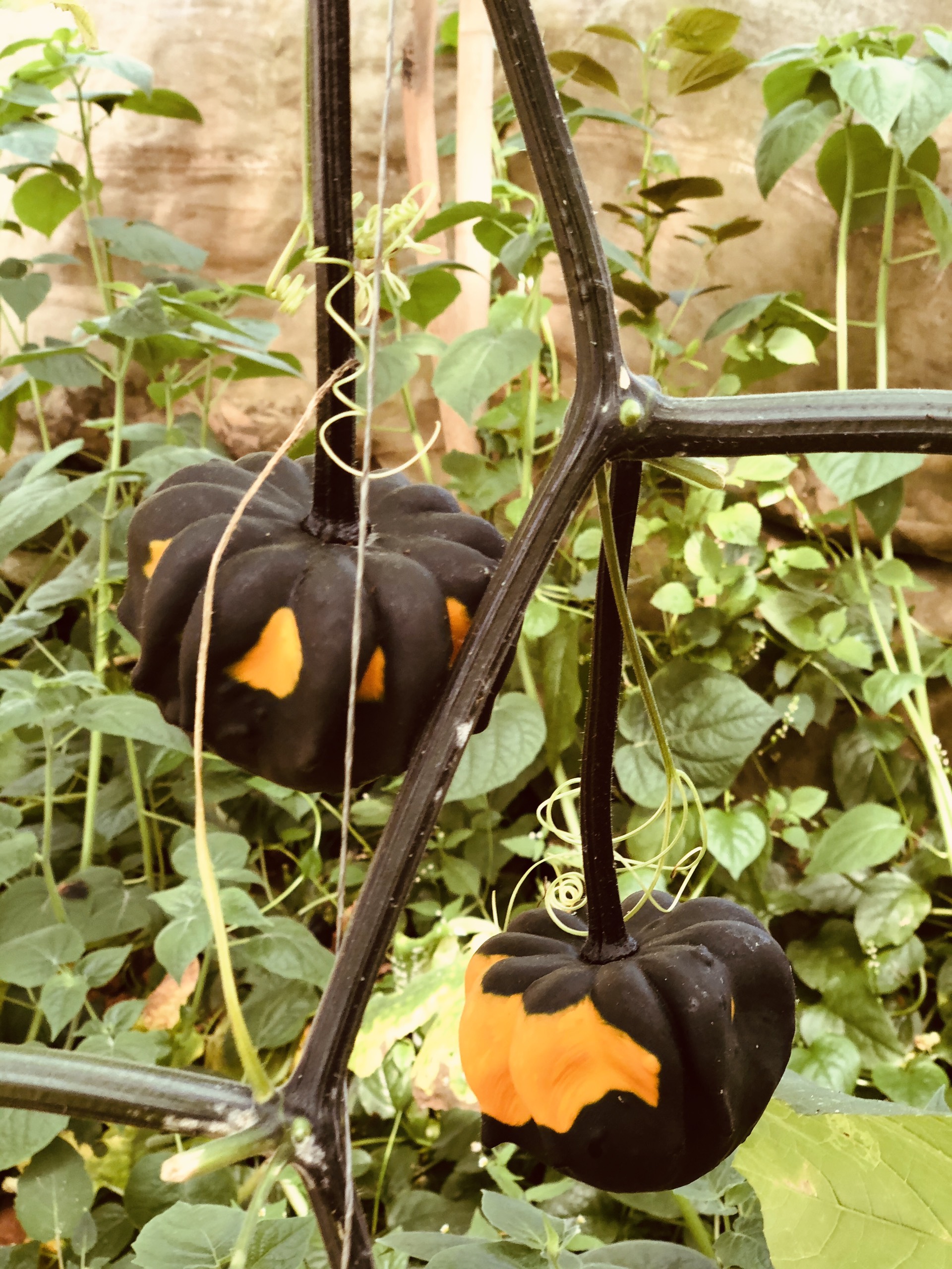 Ngắm vườn b&iacute; Halloween tiền tỷ của người Đ&agrave; Lạt