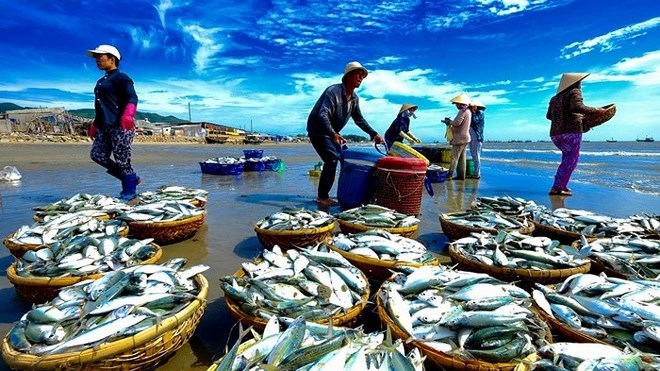 Những việc cần l&agrave;m để gỡ &ldquo;Thẻ v&agrave;ng&rdquo; EC trong giai đoạn nước r&uacute;t