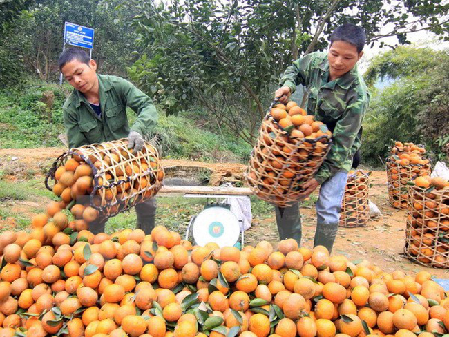 Cam H&agrave; Giang n&acirc;ng cao chất lượng sản phẩm bằng c&aacute;c m&ocirc; h&igrave;nh canh t&aacute;c an to&agrave;n