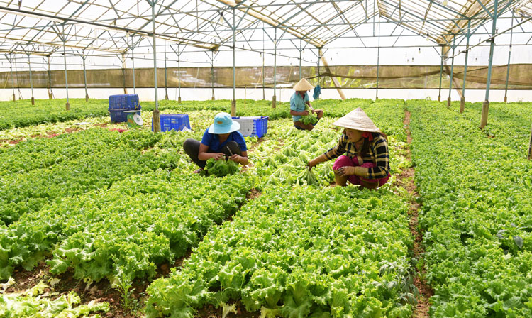 Tết T&acirc;n Sửu: L&acirc;m Đồng cung ứng gần 800.000 tấn rau cho thị trường
