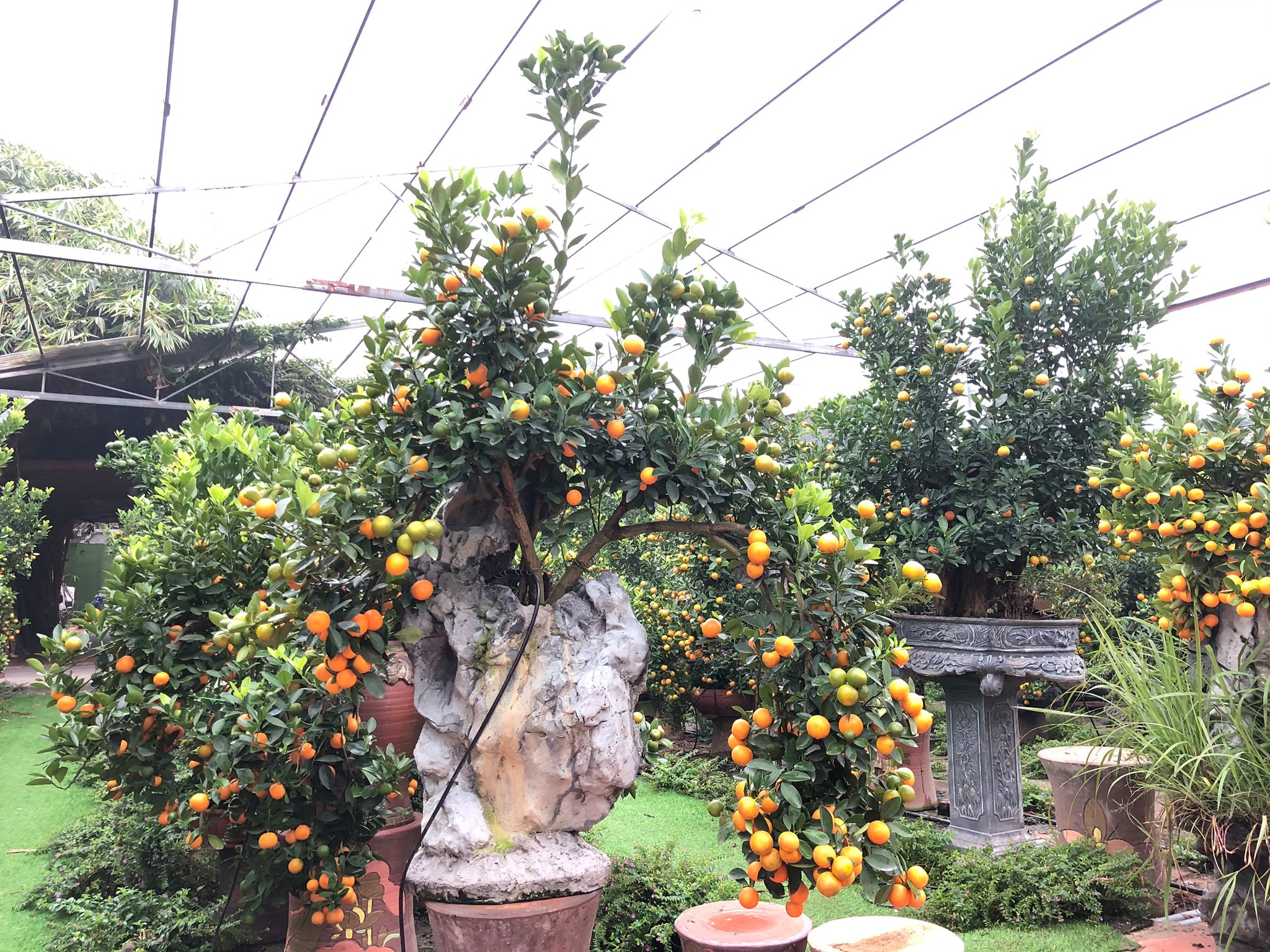 &Ocirc;ng Dương Tuấn Quỳnh &ndash; Chủ vườn Quất bon sai Dương Gia tại Tứ Li&ecirc;n &ndash; T&acirc;y Hồ - H&agrave; Nội