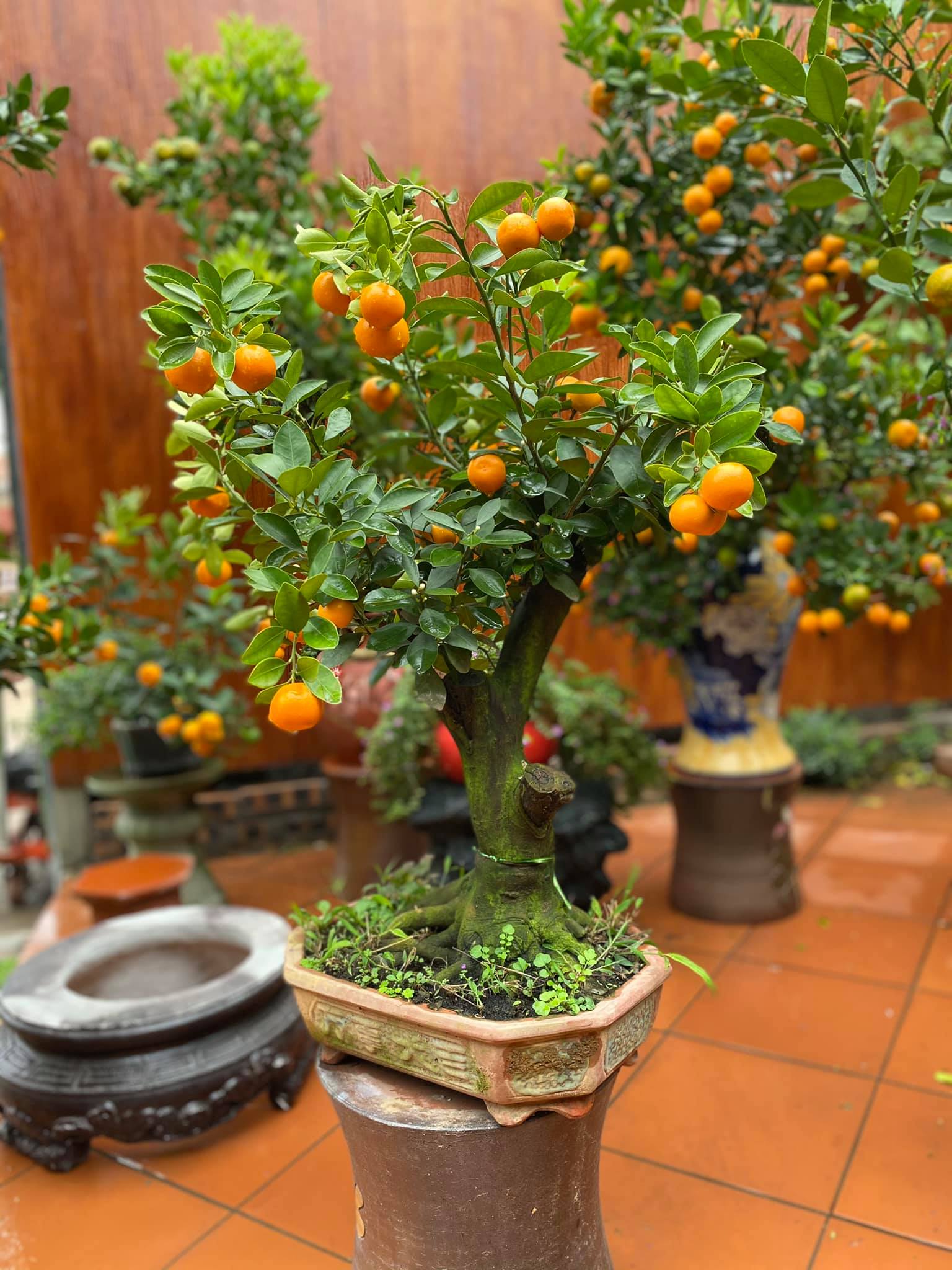&Ocirc;ng Dương Tuấn Quỳnh &ndash; Chủ vườn Quất bon sai Dương Gia tại Tứ Li&ecirc;n &ndash; T&acirc;y Hồ - H&agrave; Nội