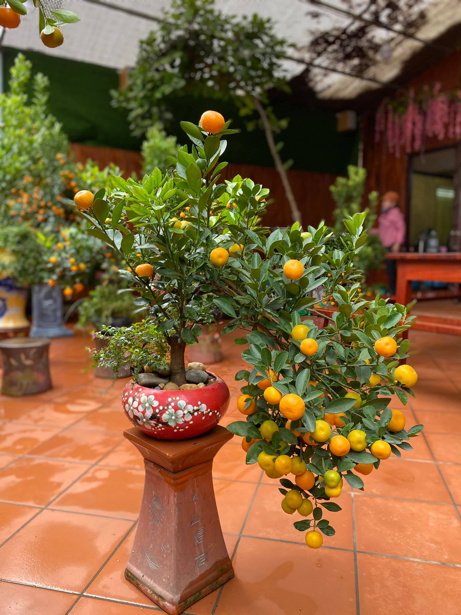 &Ocirc;ng Dương Tuấn Quỳnh &ndash; Chủ vườn Quất bon sai Dương Gia tại Tứ Li&ecirc;n &ndash; T&acirc;y Hồ - H&agrave; Nội