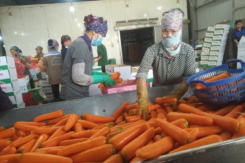 H&agrave;n Quốc nhập khẩu c&agrave; rốt trở lại, t&iacute;n hiệu mừng cho n&ocirc;ng sản Hải Dương