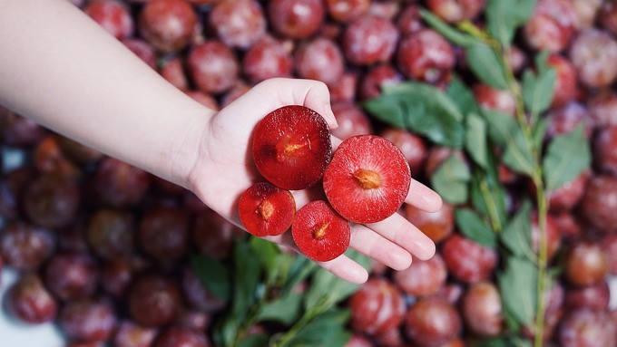 Mận Ruby Sơn La được b&aacute;n với gi&aacute; 230.000 đồng một kg