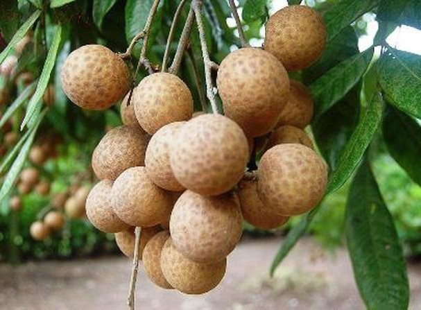 Từ 15/7, nh&atilde;n lồng Hưng Y&ecirc;n 'l&ecirc;n s&agrave;n' 13Win19 tải ứng dụng điện tử