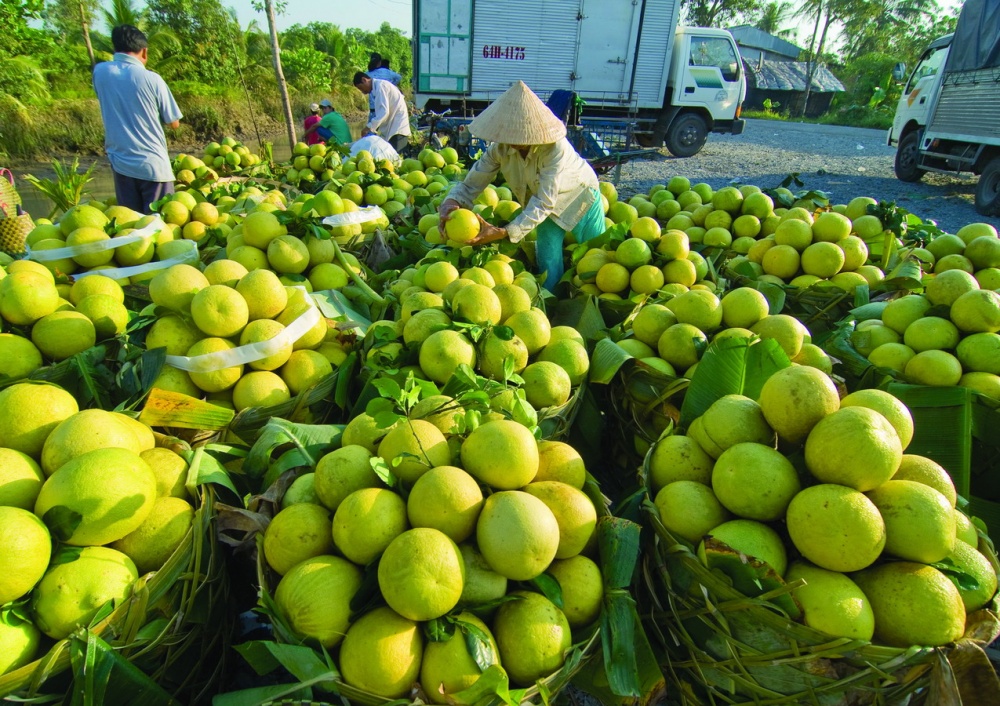Ảnh hưởng của dịch bệnh, nhiều n&ocirc;ng sản của S&oacute;c Trăng cần được hỗ trợ ti&ecirc;u thụ