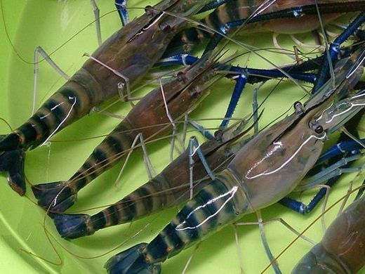 Đến nay, tỉnh Bến Tre c&oacute; tổng cộng 5 sản phẩm đ&atilde; được Cục Sở hữu tr&iacute; tuệ bảo hộ chỉ dẫn địa l&yacute; bao gồm: Chỉ dẫn địa l&yacute; Bưởi da xanh, Dừa Xi&ecirc;m xanh, Sầu ri&ecirc;ng C&aacute;i Mơn, T&ocirc;m c&agrave;ng xanh v&agrave; Cua biển.