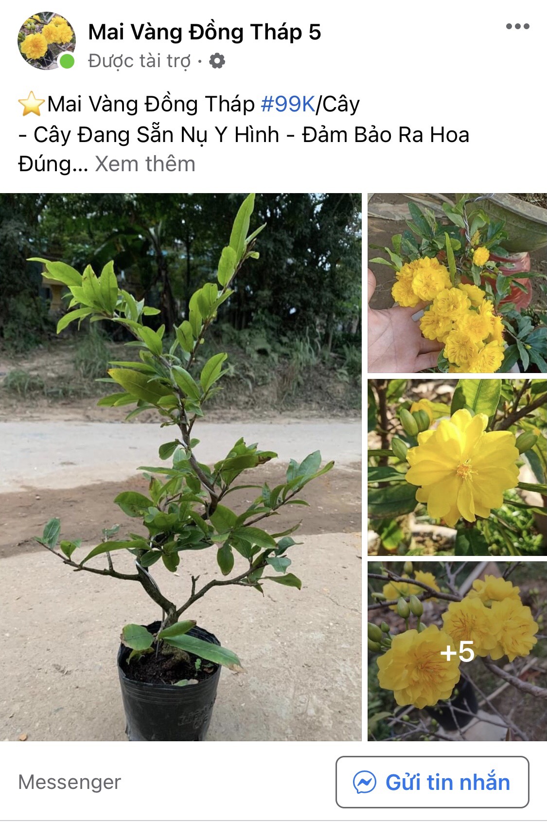 Độc lạ bon sai hổ vằn &ocirc;m gốc dừa gi&aacute; 3 triệu chơi Tết