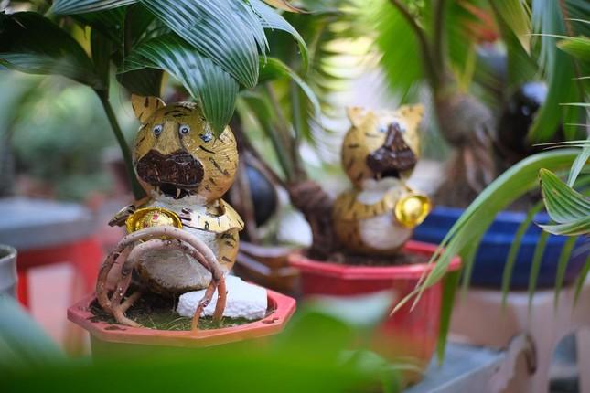 Độc lạ bon sai hổ vằn &ocirc;m gốc dừa gi&aacute; 3 triệu chơi Tết