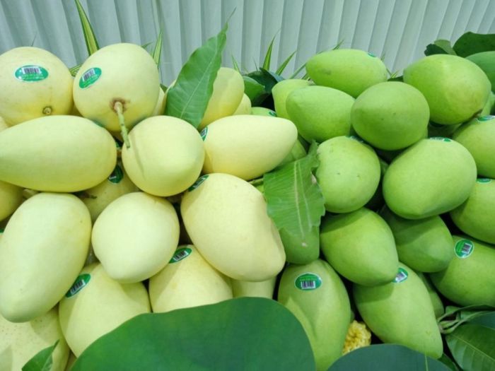 Xuất khẩu 3 tấn xo&agrave;i C&aacute;t Chu của Đồng Th&aacute;p sang EU