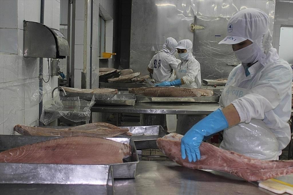 Xuất khẩu c&aacute; ngừ sang Nhật Bản tiếp tục khả quan 
