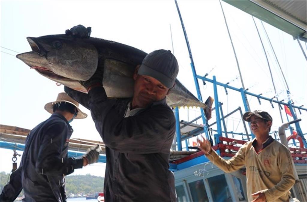Xuất khẩu c&aacute; ngừ đ&ocirc;ng lạnh sang Nhật Bản tăng gấp 3 lần
