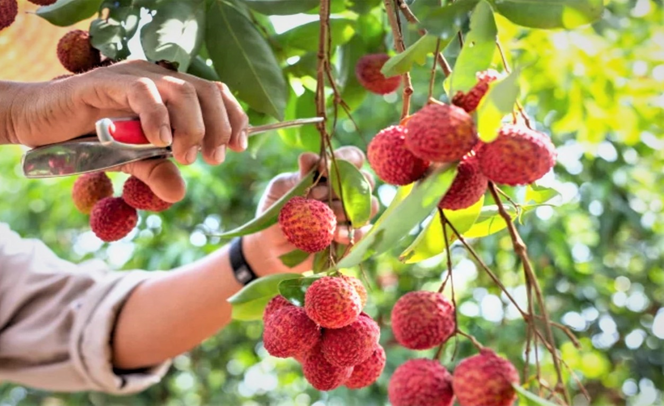 Triển khai kế hoạch ti&ecirc;u thụ vải thiều năm 2023
