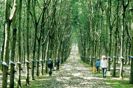 Phải vượt qua những th&aacute;ch thức n&agrave;o th&igrave; đường xuất khẩu cao su của Việt Nam mới th&ecirc;nh thang rộng mở?