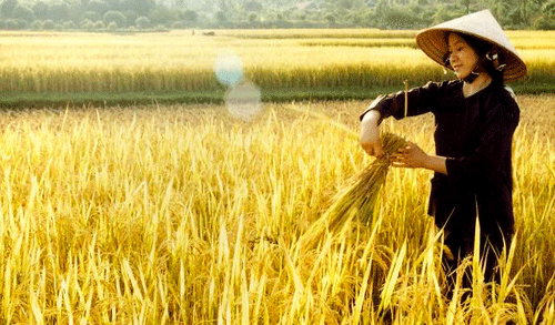Tổng c&ocirc;ng ty Lương thực quả quyết Link Đăng Nhập Nhà cái 13Win16.Com xuất khẩu l&uacute;a gạo sẽ lỗ với gi&aacute; l&uacute;a gạo cao như hiện nay