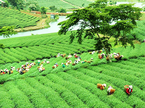 Xuất khẩu nông sản Việt Nam được hưởng lợi từ lệnh cấm nhập khẩu của Nga Xuất khẩu nông sản Việt Nam được hưởng lợi từ lệnh cấm nhập khẩu của Nga