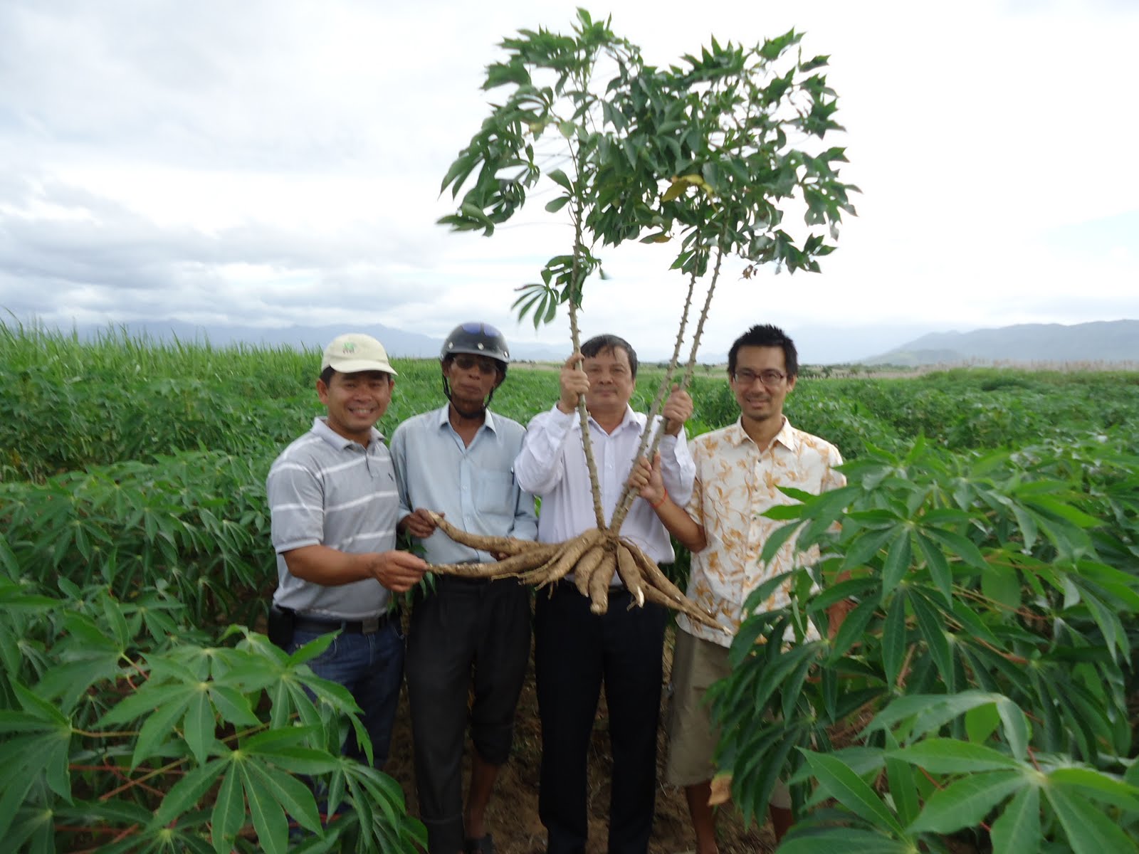 Kh&ocirc;ng thể phủ nhận lợi &iacute;ch m&agrave; xuất khẩu sắn l&aacute;t đem lại, nhưng cũng kh&ocirc;ng thể l&agrave;m ngơ trước những hệ lụy của giống c&acirc;y trồng n&agrave;y