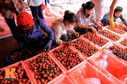 Nhật Bản hỗ trợ Việt Nam xuất khẩu n&ocirc;ng sản, trong đ&oacute; c&oacute; vải thiều
