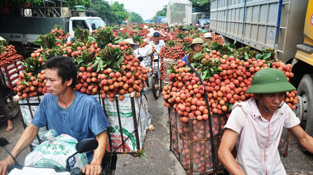 xuất khẩu vải tươi