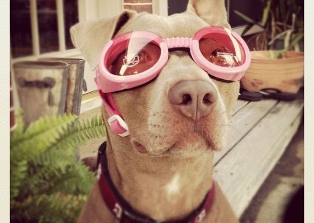 Chủ nh&acirc;n của hệ th&ocirc;ng website doggles.com sẽ bị coi l&agrave; kẻ kỳ cục nếu kh&ocirc;ng trở th&agrave;nh triệu ph&uacute; 