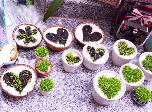 Trồng cây cảnh nhỏ để bán là một ý tưởng thú vị Trồng cây cảnh nhỏ để bán là một ý tưởng thú vị