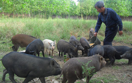 Chăn nu&ocirc;i lợn d&acirc;n d&atilde; l&agrave; một &yacute; tưởng kinh doanh mang lại lợi nhuận cao ở n&ocirc;ng th&ocirc;n 