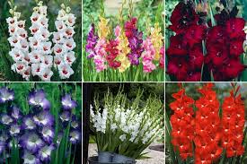&Aacute;p dụng đ&uacute;ng kỹ thuật trồng c&acirc;y, người trồng sẽ thu hoạch được chậu hoa đẹp