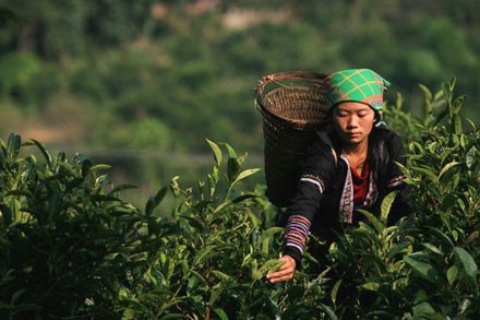 Hiện đ&atilde; c&oacute; tr&ecirc;n 60 cơ sở, nh&oacute;m hộ trồng ch&egrave; ở Y&ecirc;n B&aacute;i được cấp giấy chứng nhận VietGAP