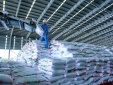 Ngành phân bón trước yêu cầu tái cấu trúc để phát triển bền vững