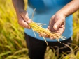 Chương trình 'Hỗ trợ nhà nông vượt khó' - Điểm tựa cho một mùa vụ vững tin hơn