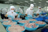 Khi "giấc mơ cá tra" thành ác mộng