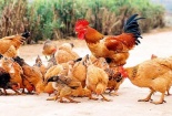 Cách chọn gà ngon, không bệnh