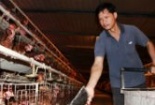 Giá gà tại trại đang rẻ như… rau