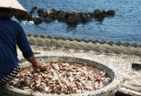 Mực, cá khô ruồi không dám "bén mảng"