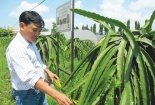 Bắt tay mua bản quyền thanh long 2 tỷ đồng