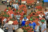 Vải thiều rẻ như rau muống: Vấn đề cấp bách rồi!