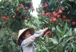 Vải thiều tươi ngon 11 tháng nhờ công nghệ CAS