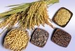 Dinh dưỡng tuyệt vời trong các loại ngũ cốc
