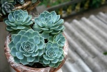 Kỹ thuật trồng hoa sen đá trong chậu 