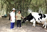 Vinamilk mua sữa bò tươi nguyên liệu của nông dân tăng gần 22%