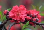 Đào thất thốn - 'Hoa hậu' trong các loại hoa đào