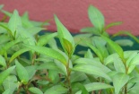 Tìm hiểu phương pháp trồng cây rau răm trong chậu