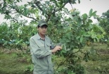 Tỷ phú ổi bốn mùa đất Bắc