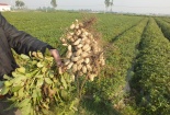 Phân bón lá khoáng sinh học Lactofol giúp tăng năng suất cây trồng