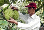 Tiền Giang: Kỹ thuật trồng sầu riêng nghịch vụ thu lợi nhuận cao
