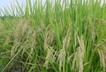 Hà Nội ứng dụng đề tài khoa học giúp nâng cao năng suất