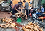 Thanh Hóa: Nhiều trộm chó bị đánh chết, nạn trộm chó vẫn không ngừng gia tăng 